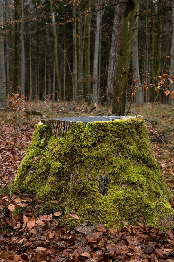 Dessouchage d’arbre : quelle est l'importance de cette intervention ?
